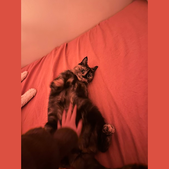 Photo of Amber