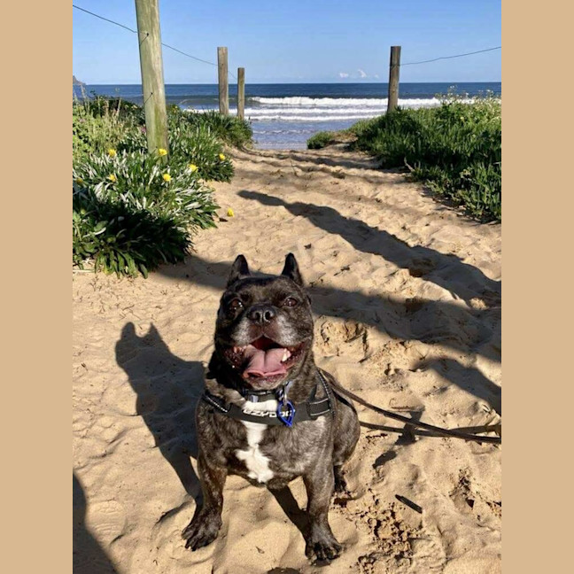 Photo of Buddy   6 Year Old Pug X French Bulldog