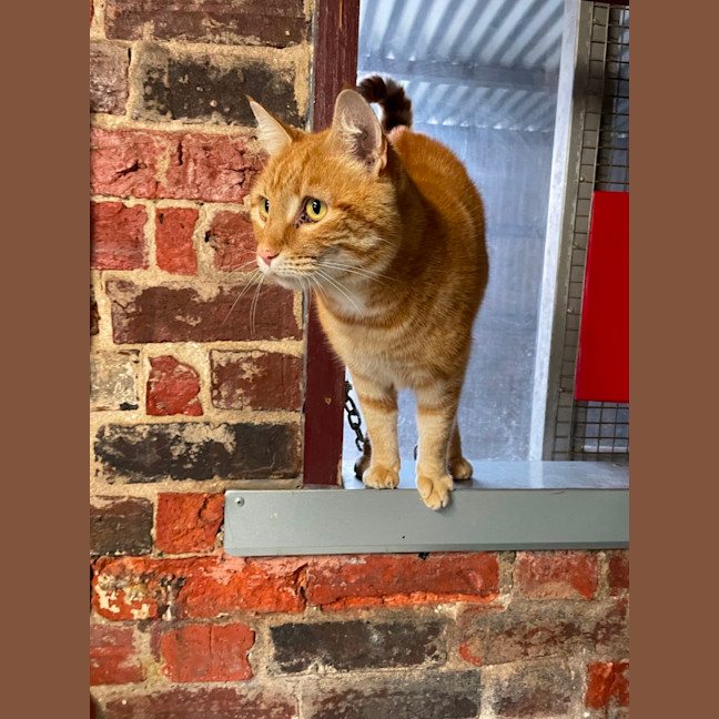 Photo of Sparkie