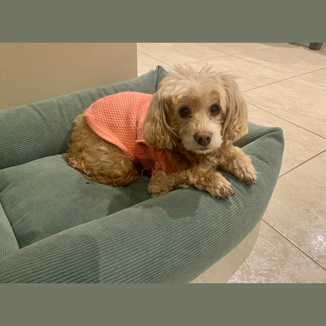 Photo of Dolce