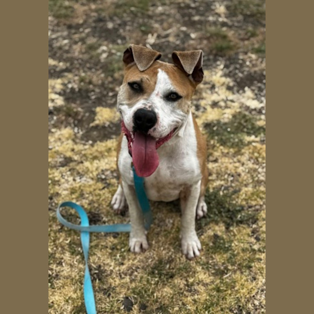 Photo of Sage (67909)