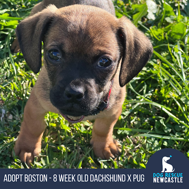 Photo of Boston   8 Week Old Dachshund X Pug