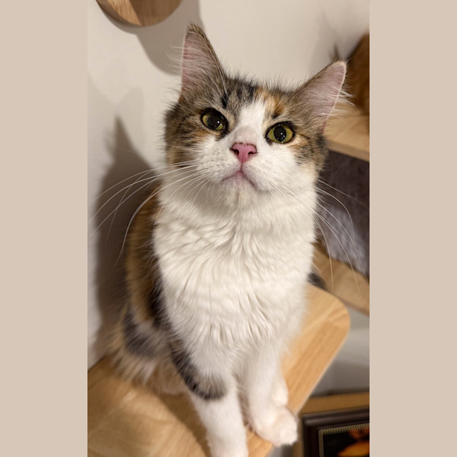 Photo of Yaskween