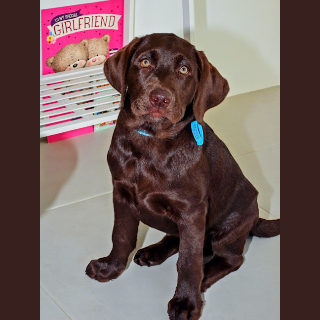 Photo of Coco