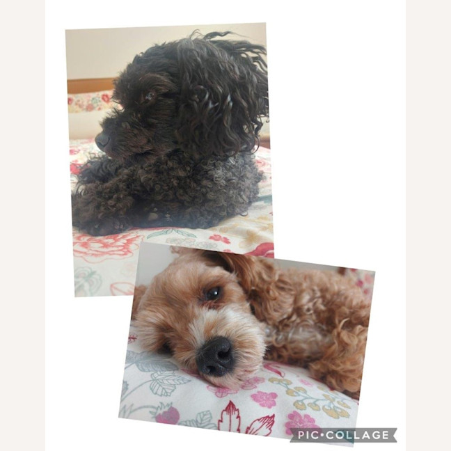 Photo of Sherlock And Willow Picton