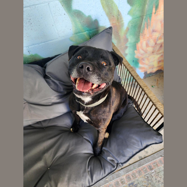 Photo of 🏈 Max 6706 🏈