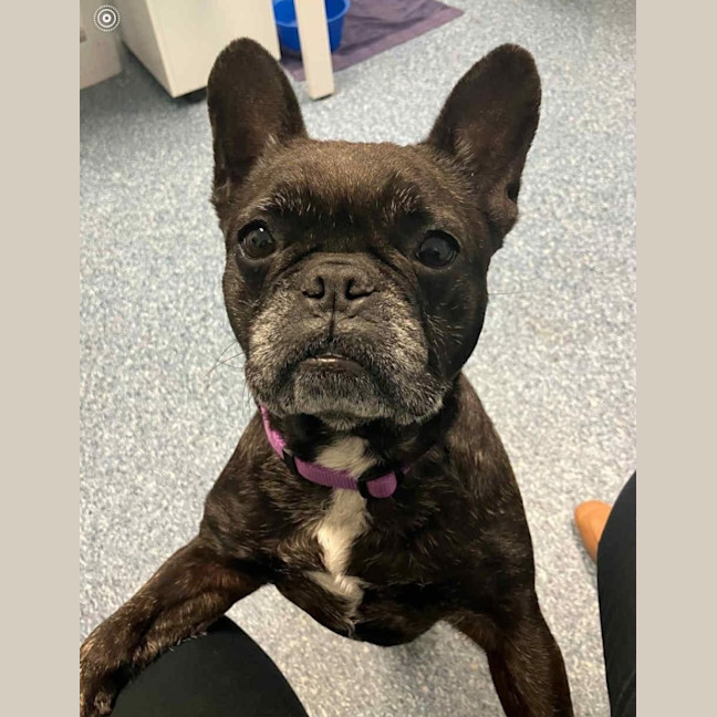 Photo of Cookie   6 Year Old French Bulldog