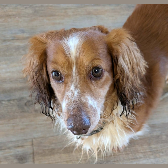 Photo of Peanut