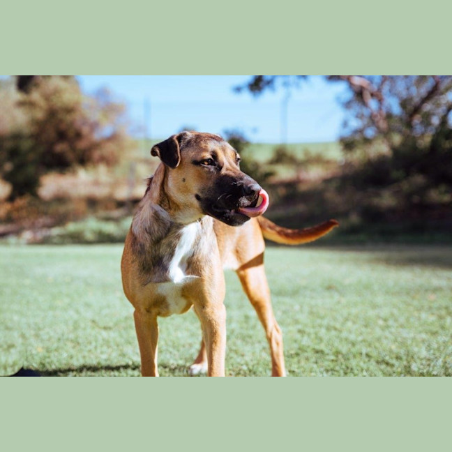 Photo of Star Kumara