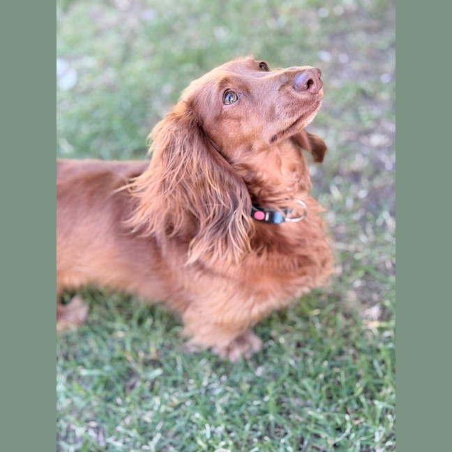 Photo of Milo