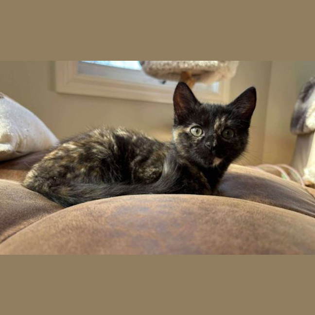 Photo of Cookie