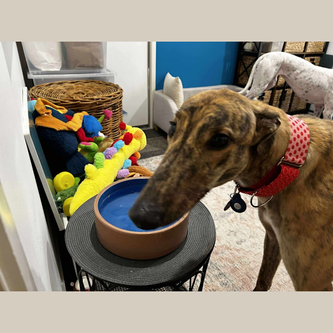 Photo of Richie The Greyhound 