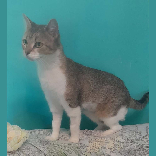 Photo of Twinkle Toes