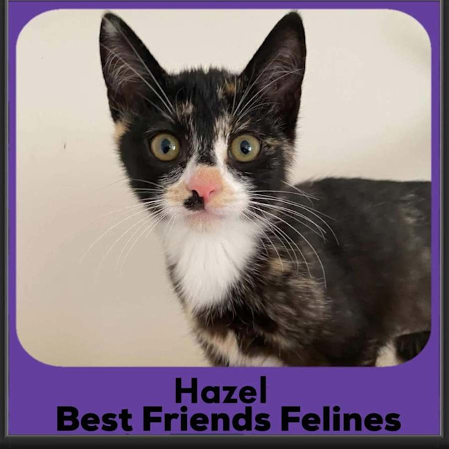 Photo of Hazel 