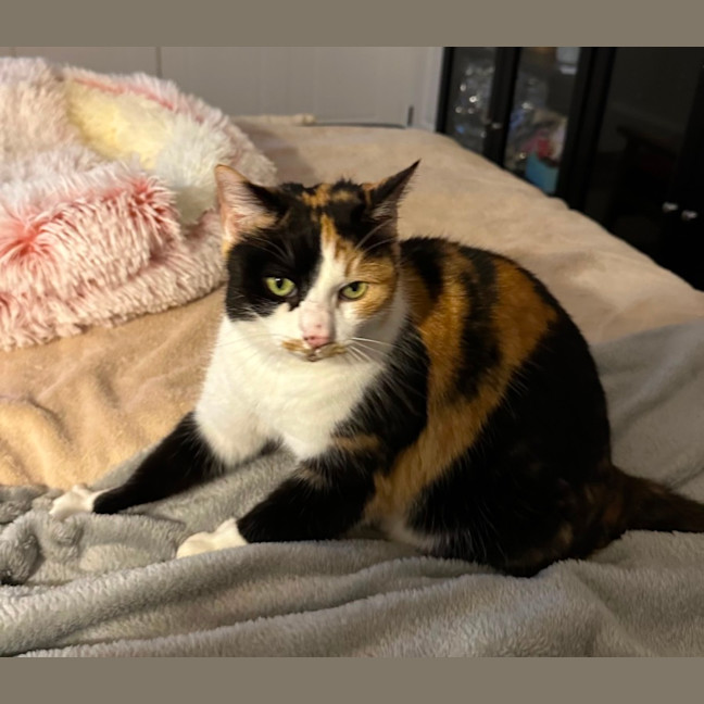 Photo of Cleo 