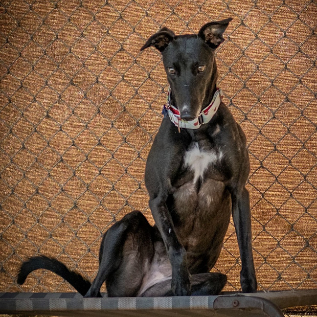 Photo of Hiraani The Greyhound