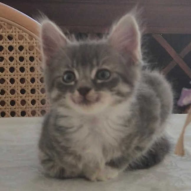 Photo of Chai