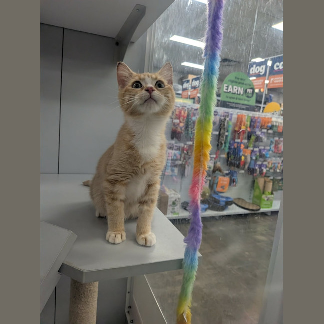 Photo of Gingy