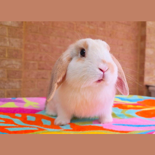 Photo of Biscuit *On Trial*