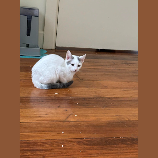 Photo of Diesel