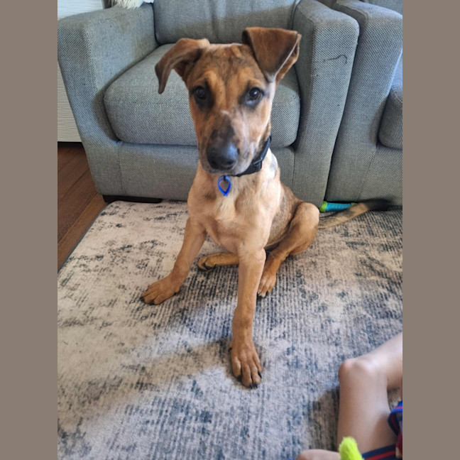 Photo of Gabby   5 Month Old German Shepherd X