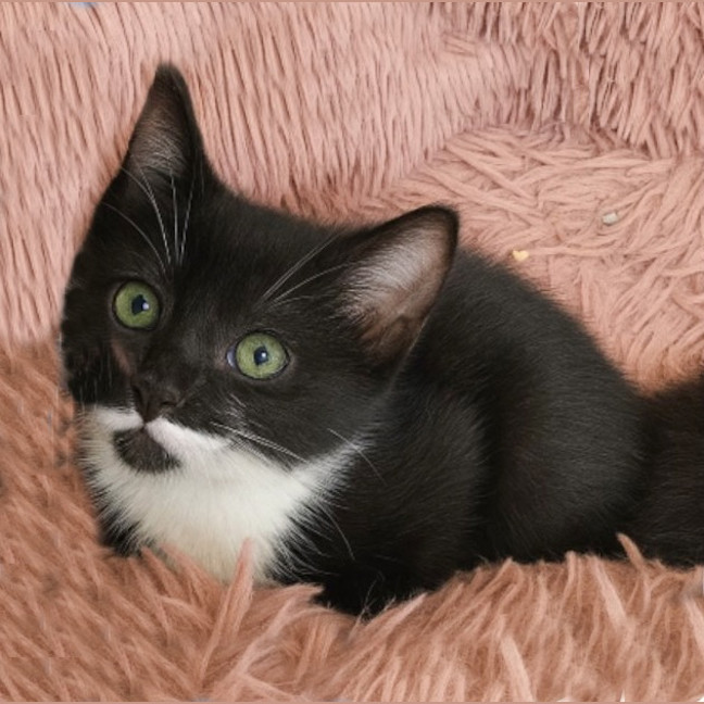 Photo of Rocket 🚀