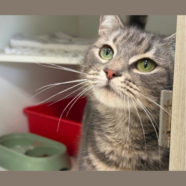 Photo of Bitsy