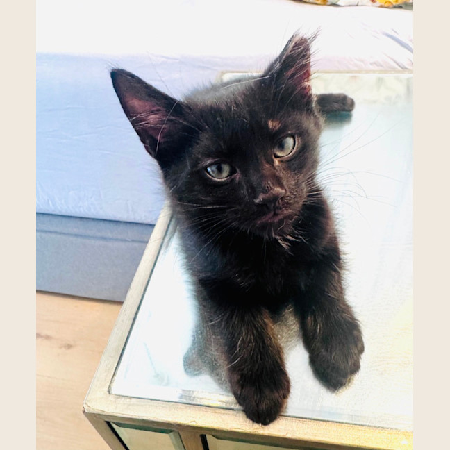 Photo of Pumpernickle