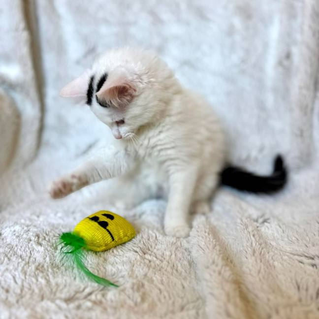 Photo of Mel B   In Foster Care In Templestowe
