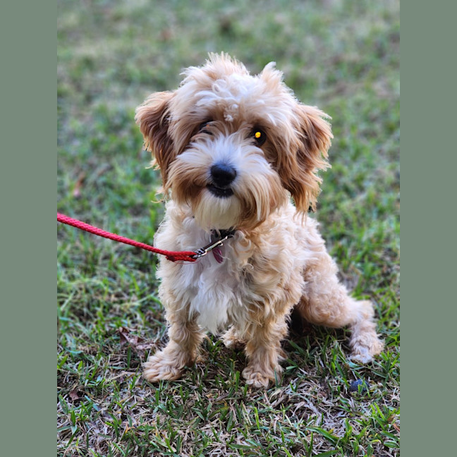 Photo of Ruby
