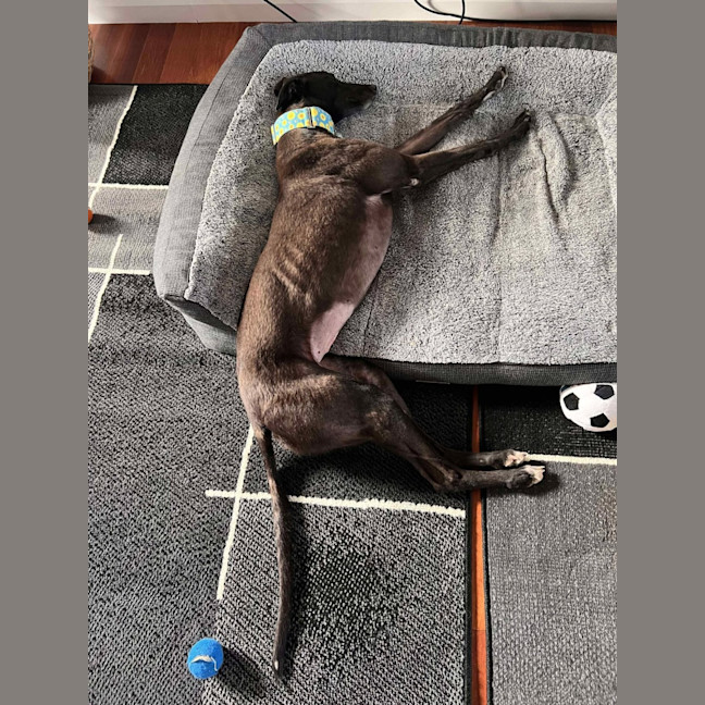 Photo of Izzy, The Greyhound