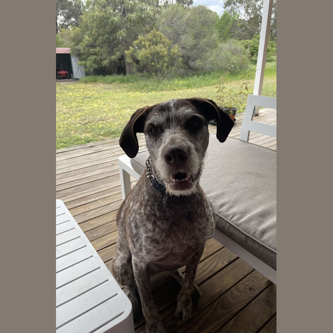 Photo of Daisy