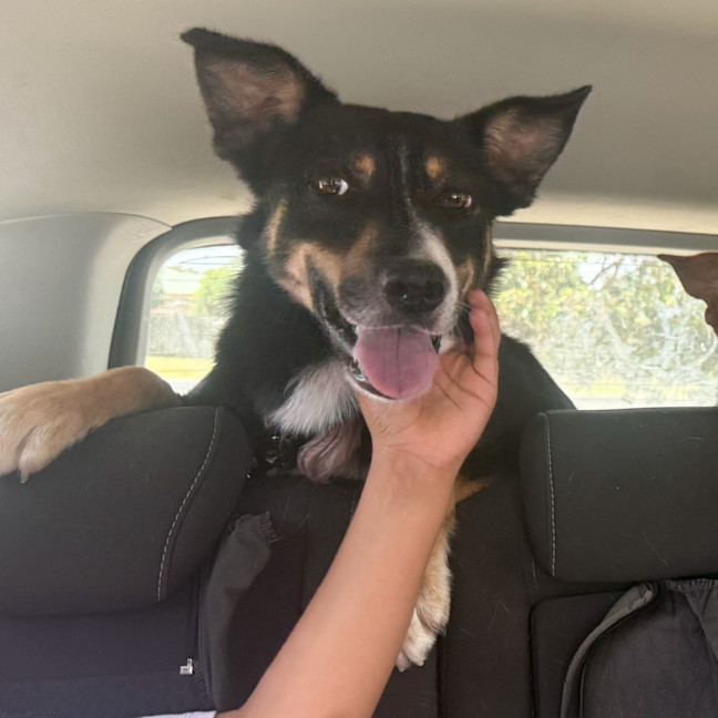 Photo of Devlin The Legend