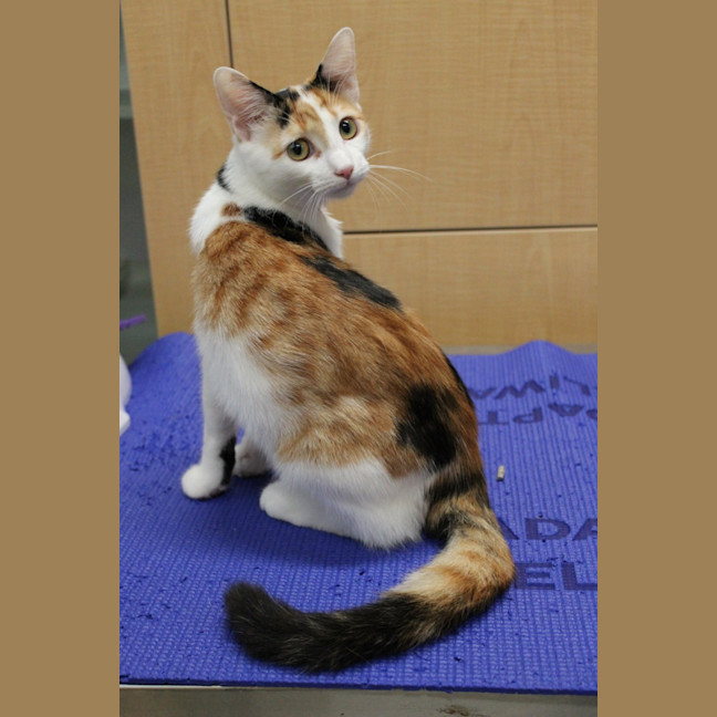 Photo of Honey