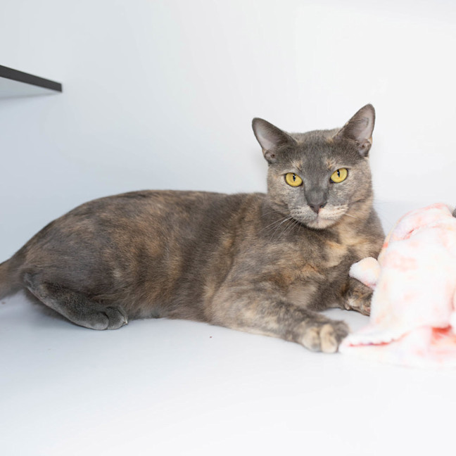 Photo of Coco