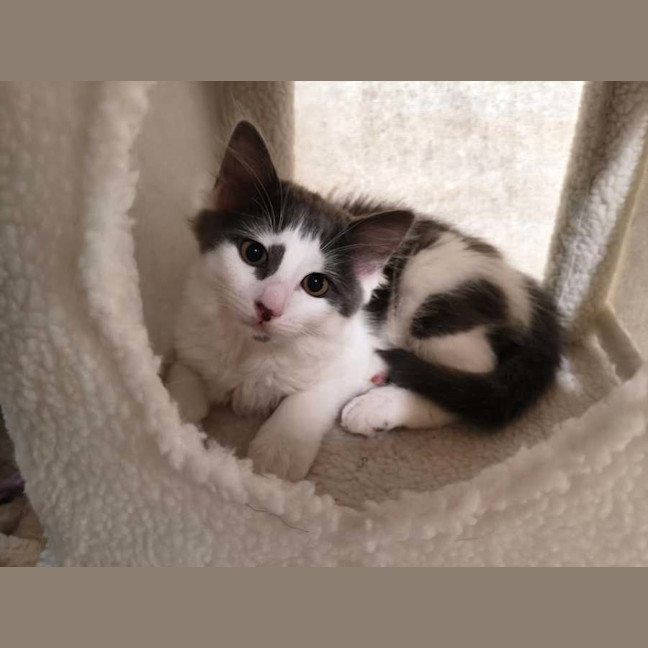 Photo of Gus Gus