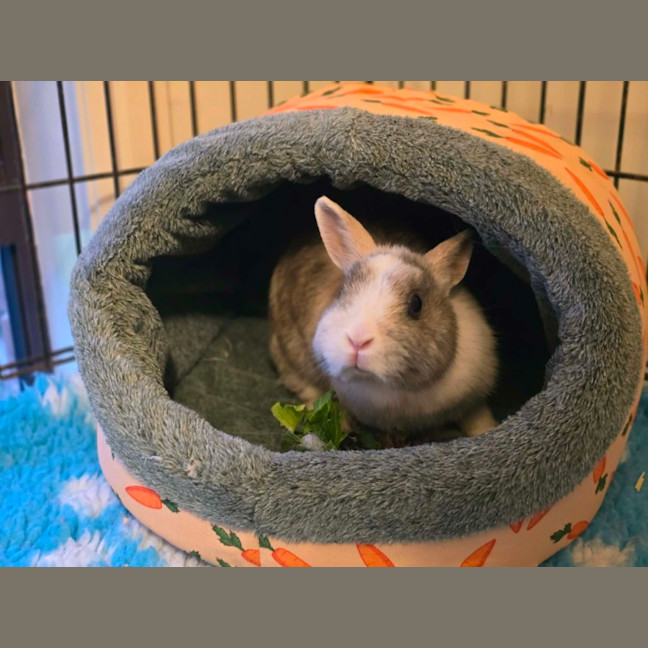Photo of Bonnie