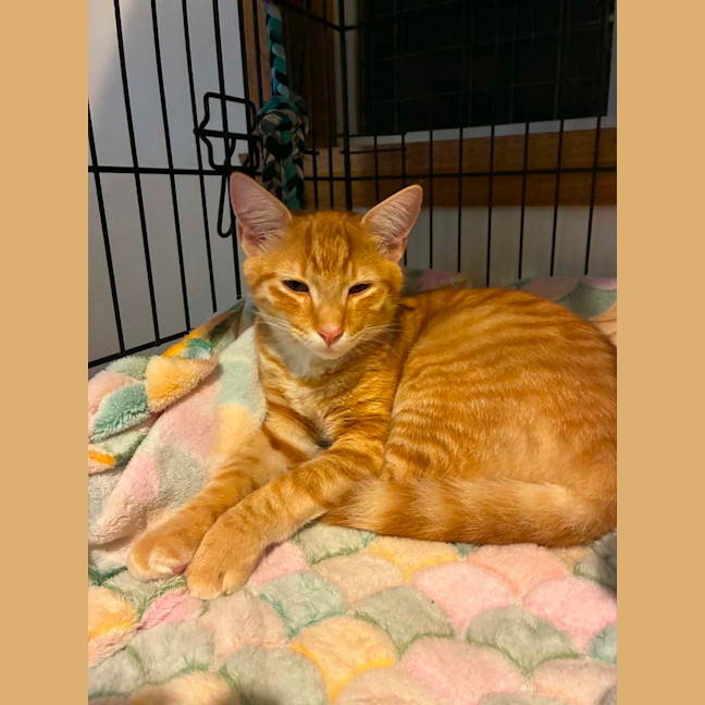 Photo of Angus