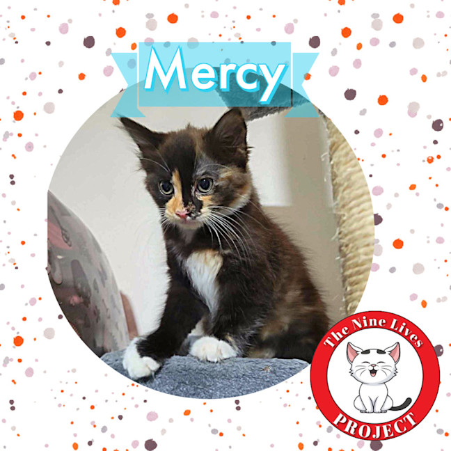 Photo of Mercy *9 Lives Project Rescue*