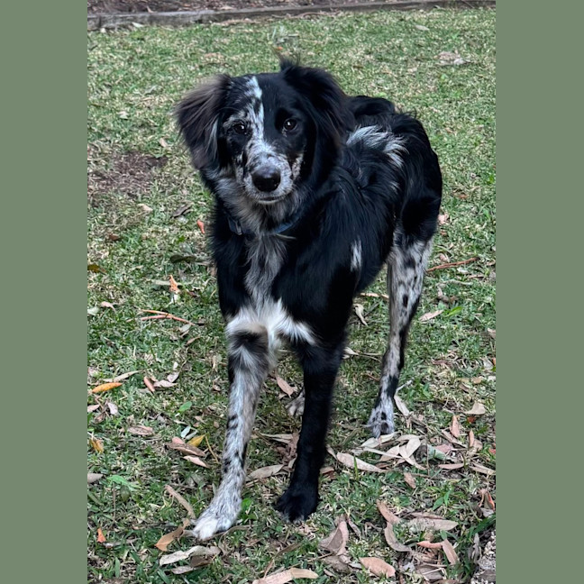 Photo of Winnie   8 Month Old Bordoodle