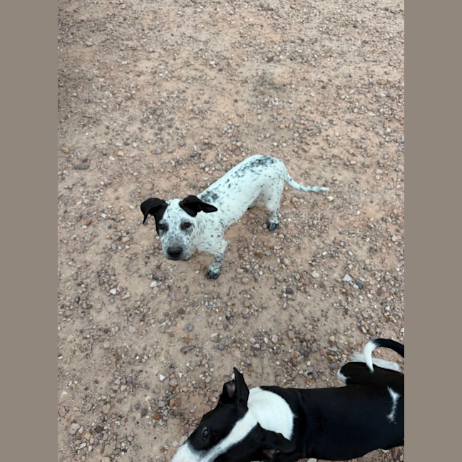 Photo of Casper (Bessie's Puppy)