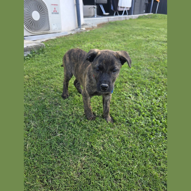 Photo of Mocha