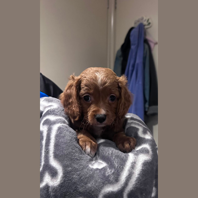 Photo of Clive 