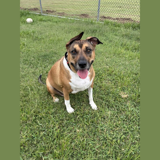 Photo of Gracie