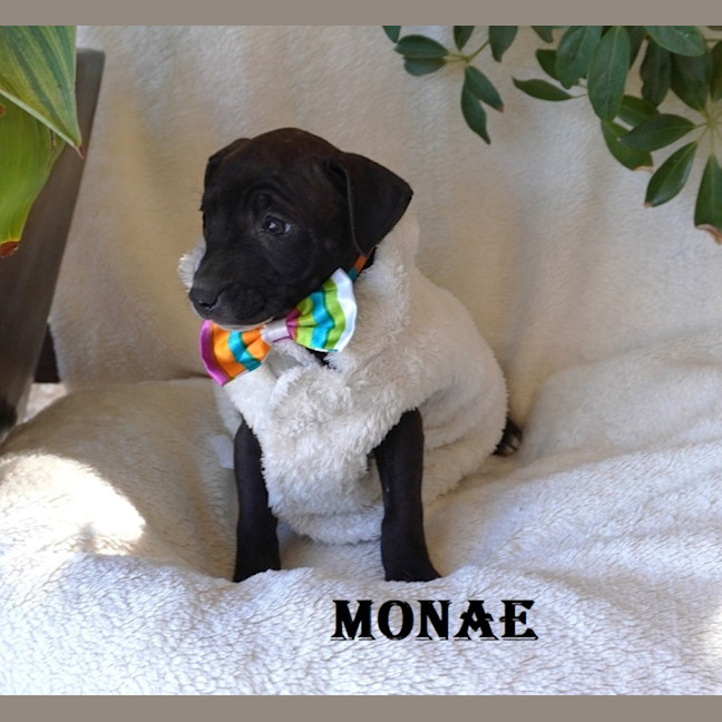 Photo of Monae