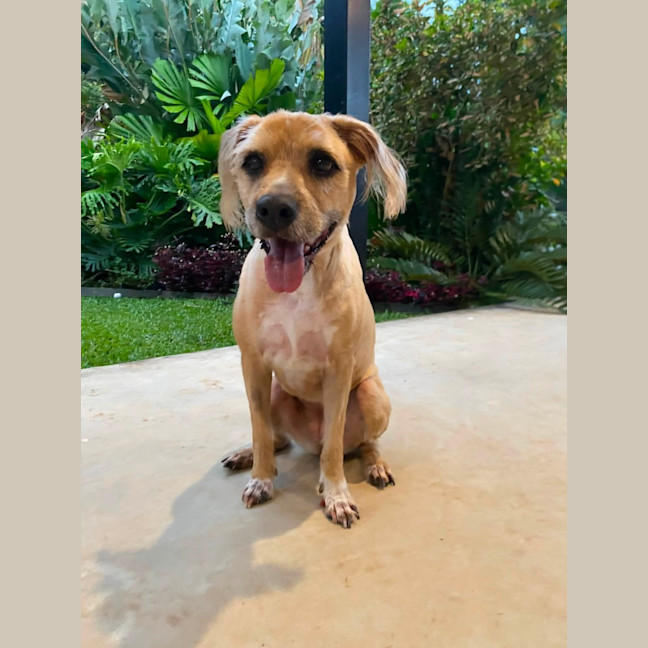 Photo of Koda