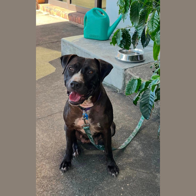 Photo of Estelle *$150 Adoption Fee*