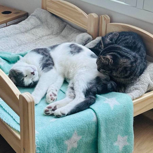 Photo of Rice   Located In Northcote