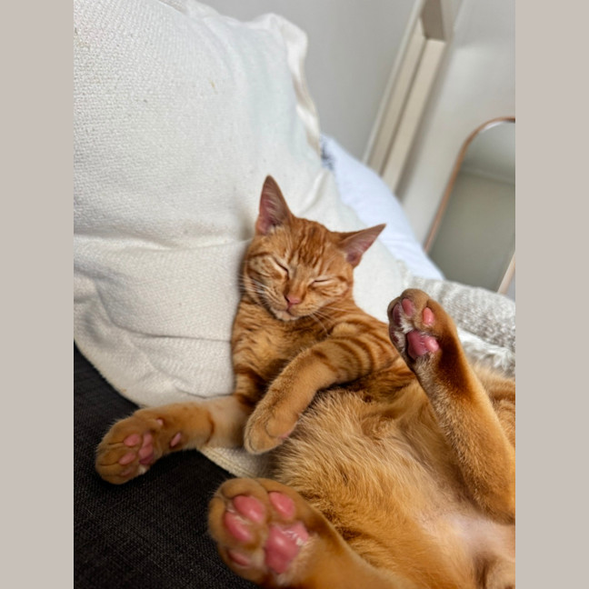 Photo of Tigger