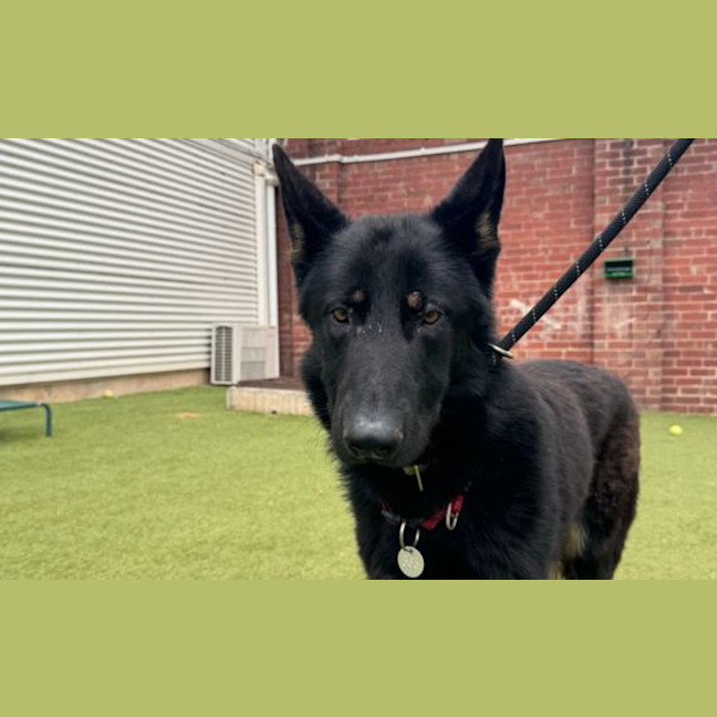 Photo of Taco